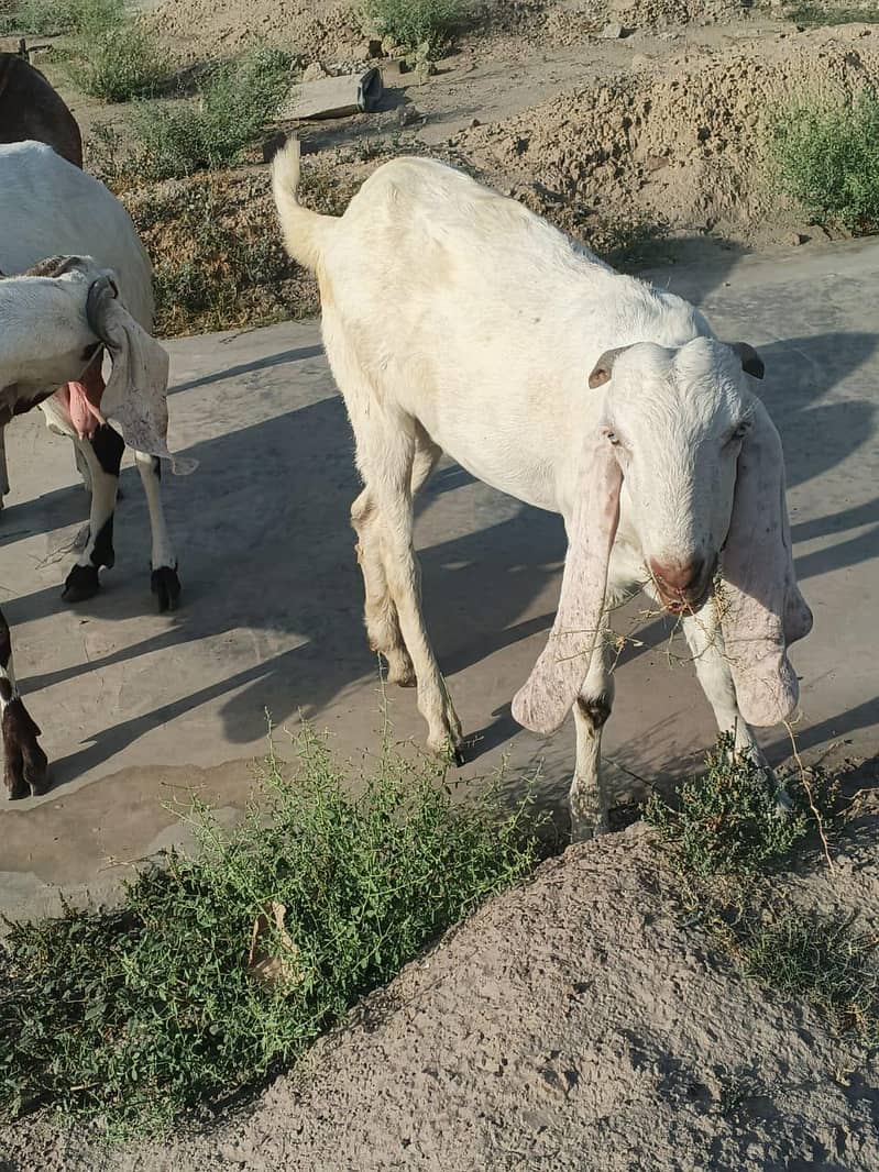 2 bakra 1