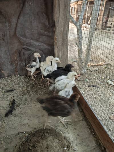 Aseel chiks parrot break crass available