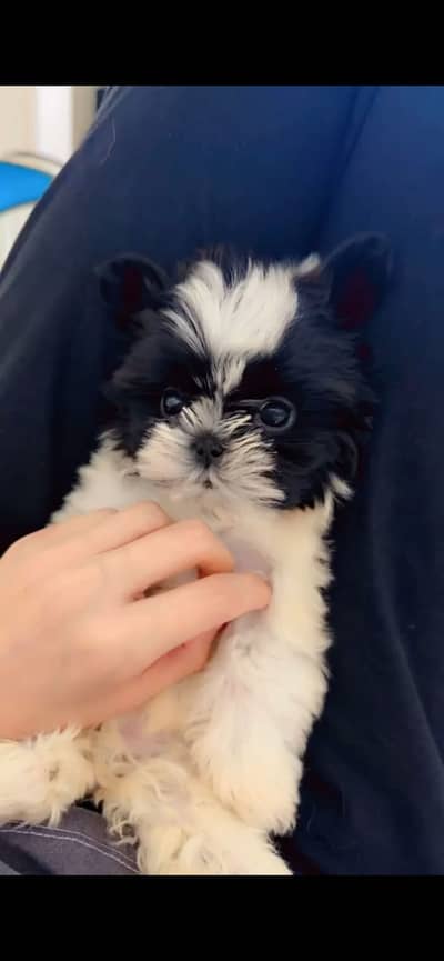 Shihtzu and Rottweiler pups 03075273683