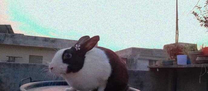 rabbit