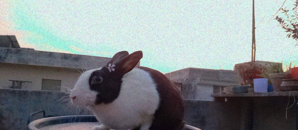 rabbit 0