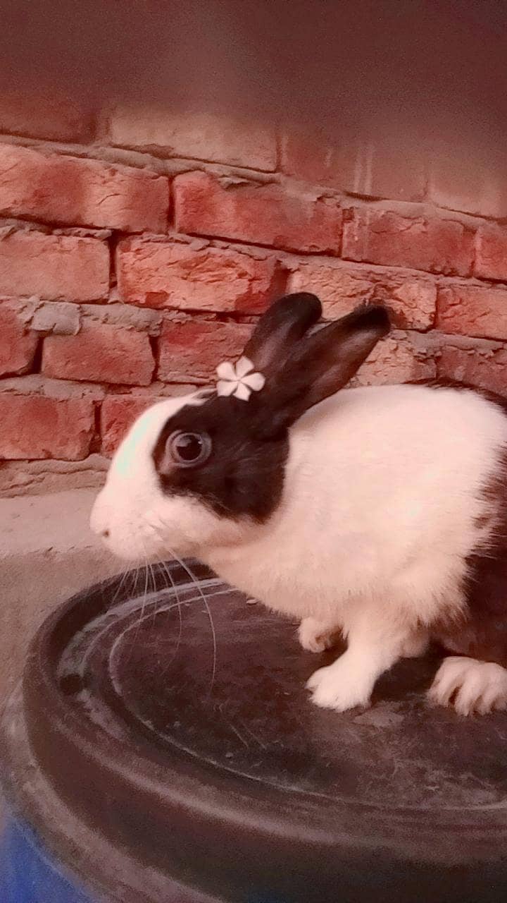 rabbit 1