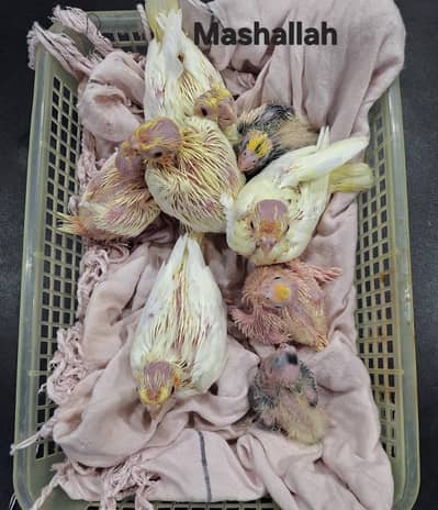 Home Breed Lutino Red Eyes & Grey Cockatiel Chick's Available