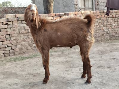 I'm selling healthy male goat 03243678178 65 kg