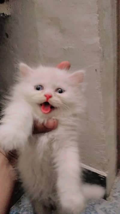 3 pershian kittens punch face kitten for sale whatsup nbr 03084970434