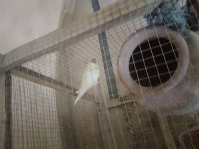 Australian budgie with red eyes