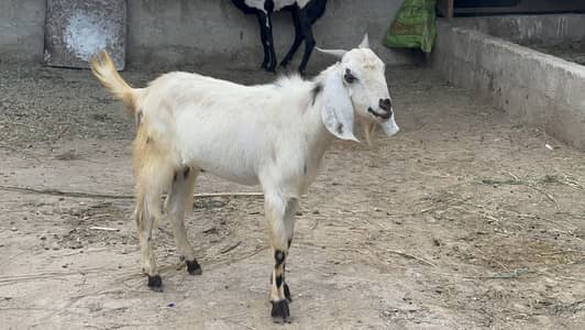 Doonda Bakra For sale
