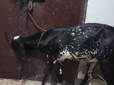 Qurbani k lia behtreen bakra