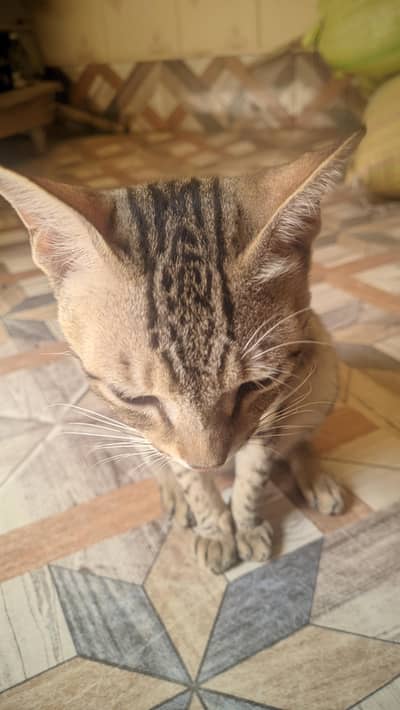 Cat for sale