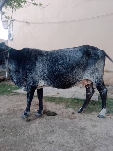 cow sale for qurbani