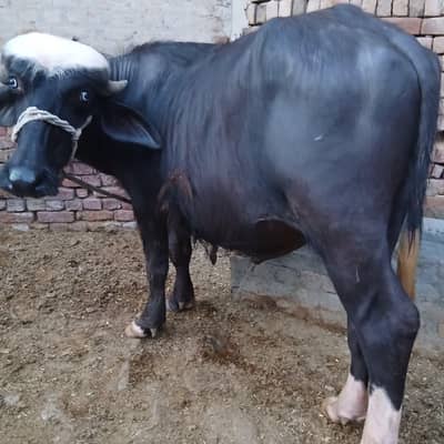 qurbani Wala khobsurat kaata