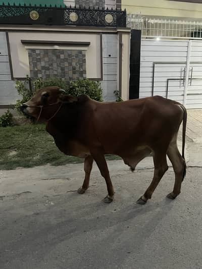 2 dant qurbani bull