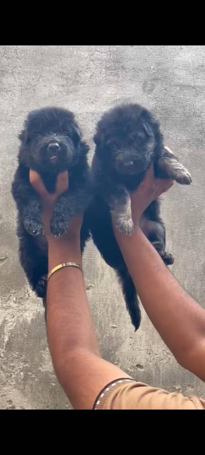 long coat puppies German shepherd available for sale location lhr
