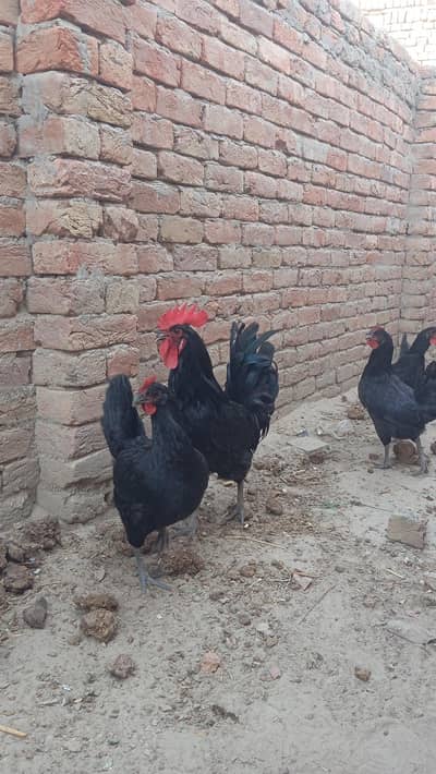Pure Australorp Rooster – Healthy & Active Male