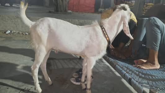Bakra