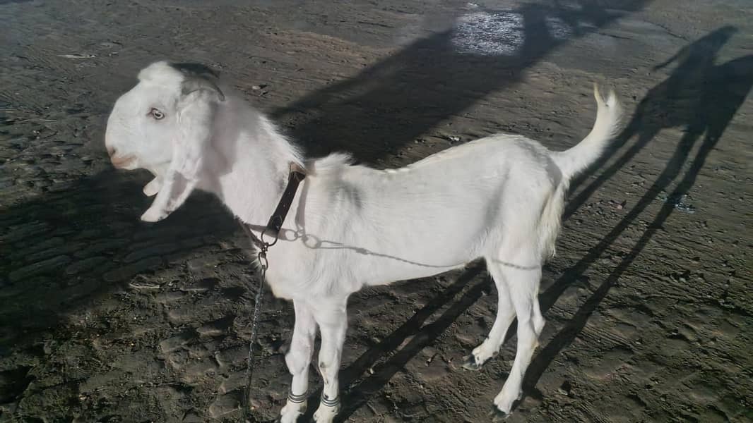 Bakra 1