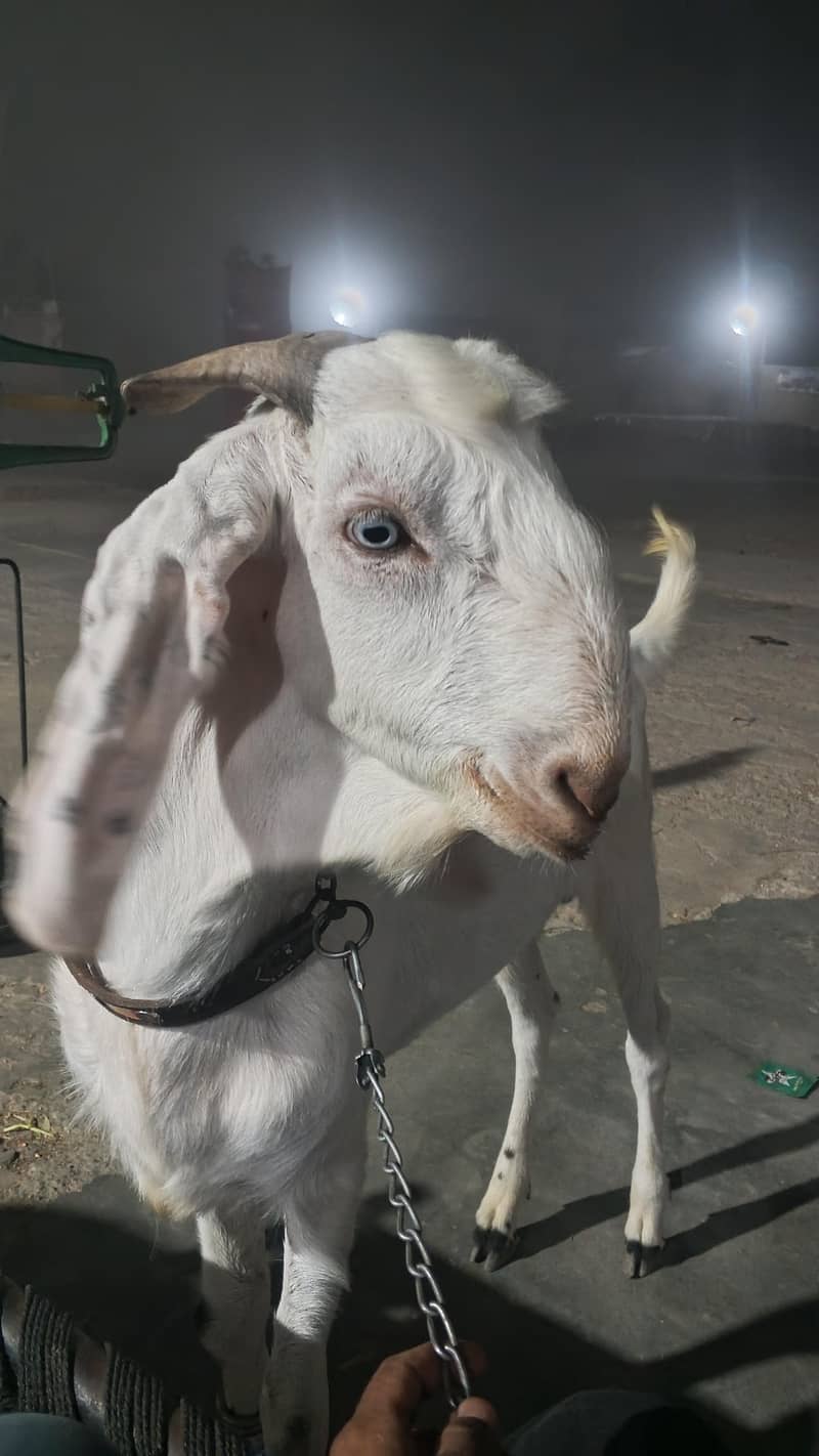 Bakra 2