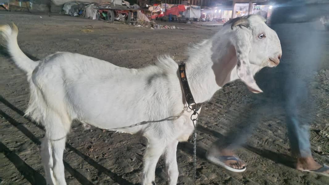Bakra 3