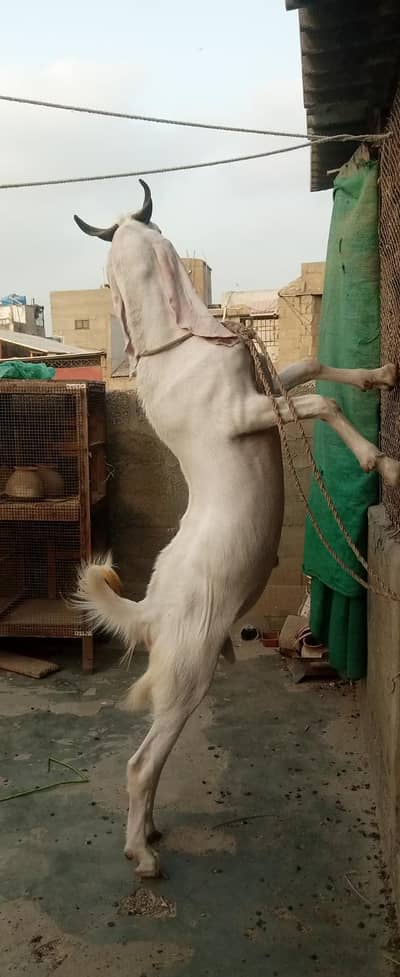 Desi Nasl ka Qurbani Bakra | Ghar pe Pala hua  | Best price