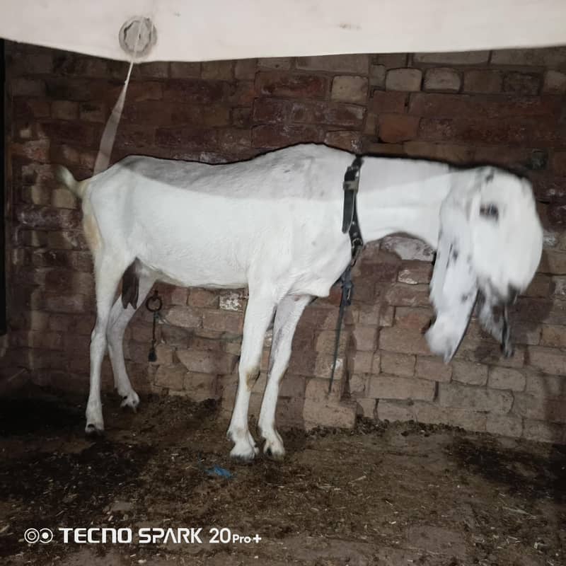 bakri 1