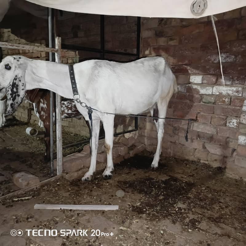 bakri 2