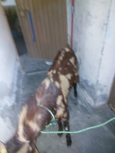 Bakra for sale