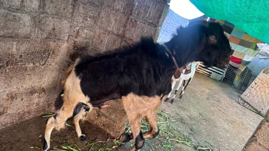 Bakra for sale | goat | qurbani bakra | healthy bakra