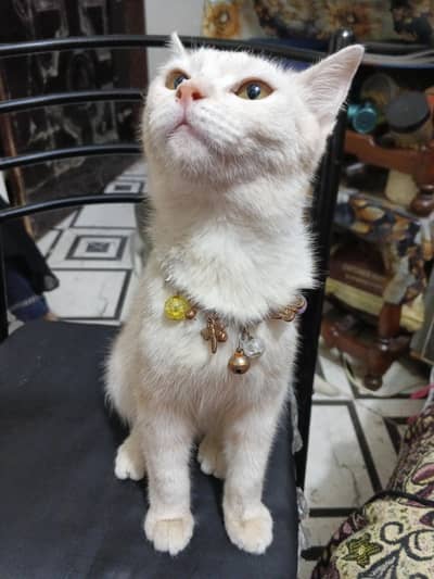 Semi Persian female cat