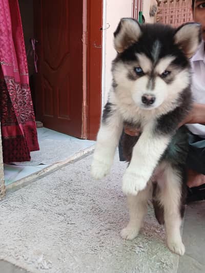puppy for sale