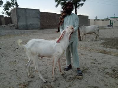 For sale Qurbani kaliy Finally 95000