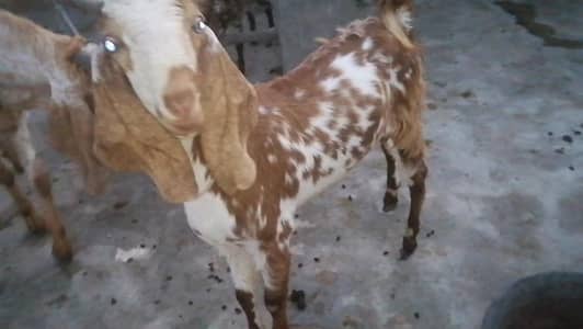for sale
