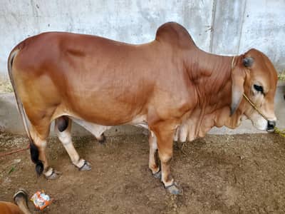 Beautiful brown cow for Eid UL Azah