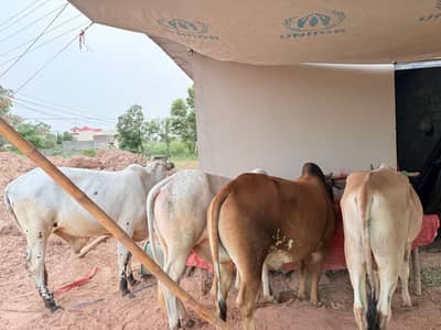 Qurbani Bulls for sale near park view city Islamabad