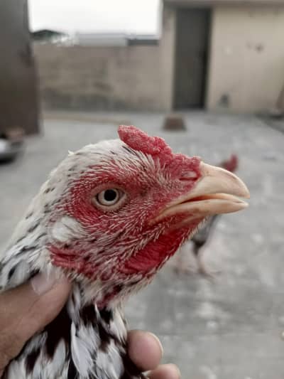 Minawali Aseel Hen For Sale