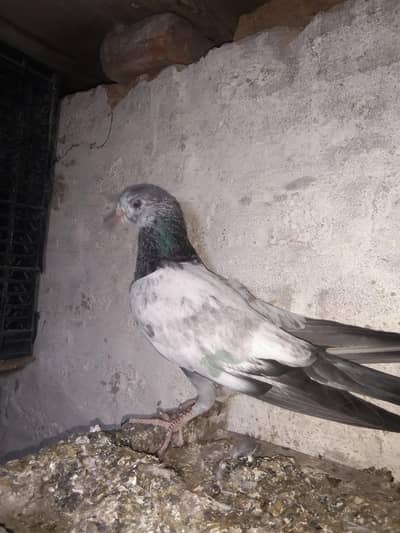 taddi