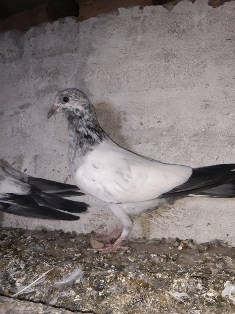 taddi 1