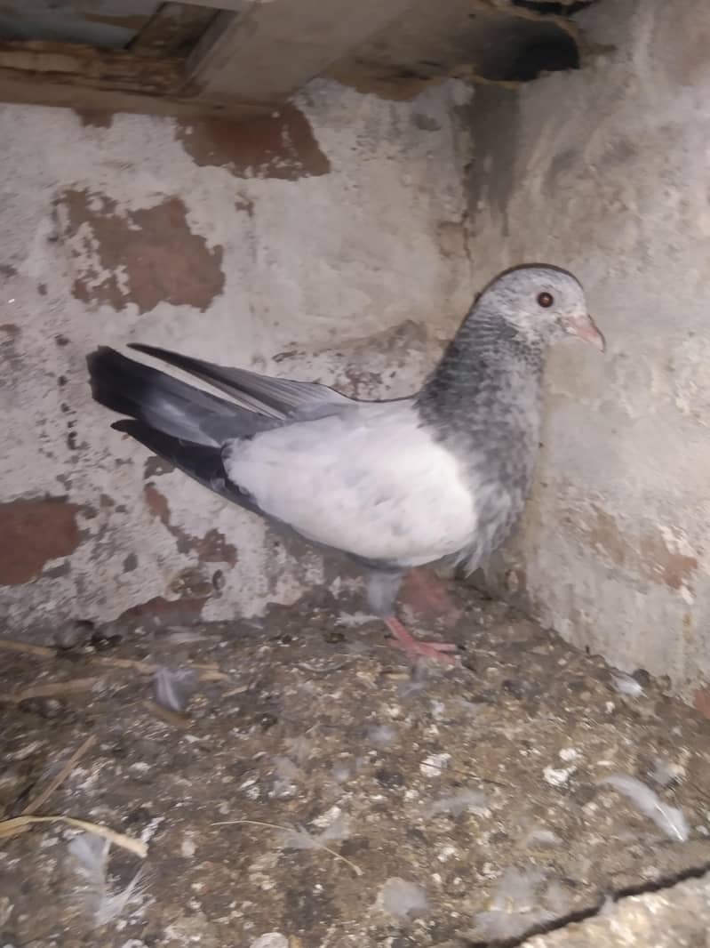 taddi 3