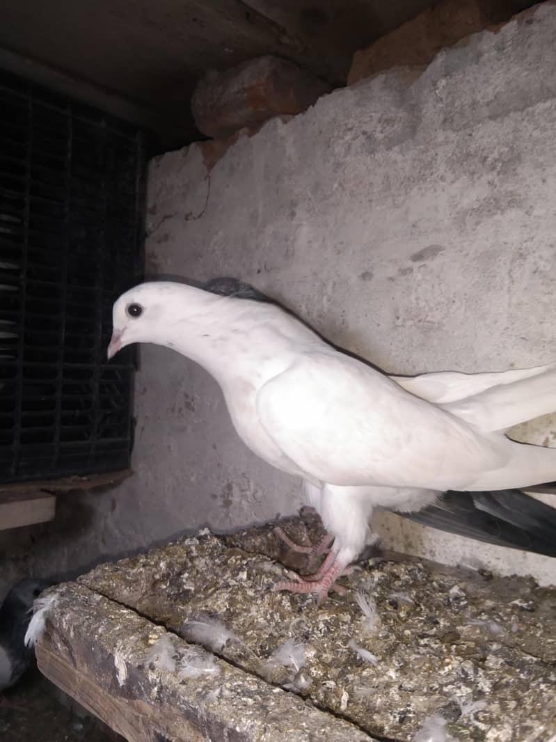 taddi 4