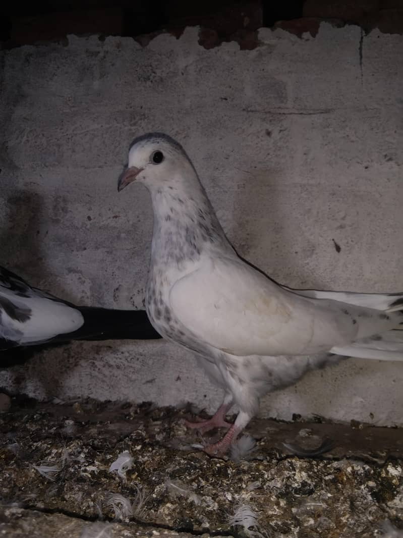 taddi 5