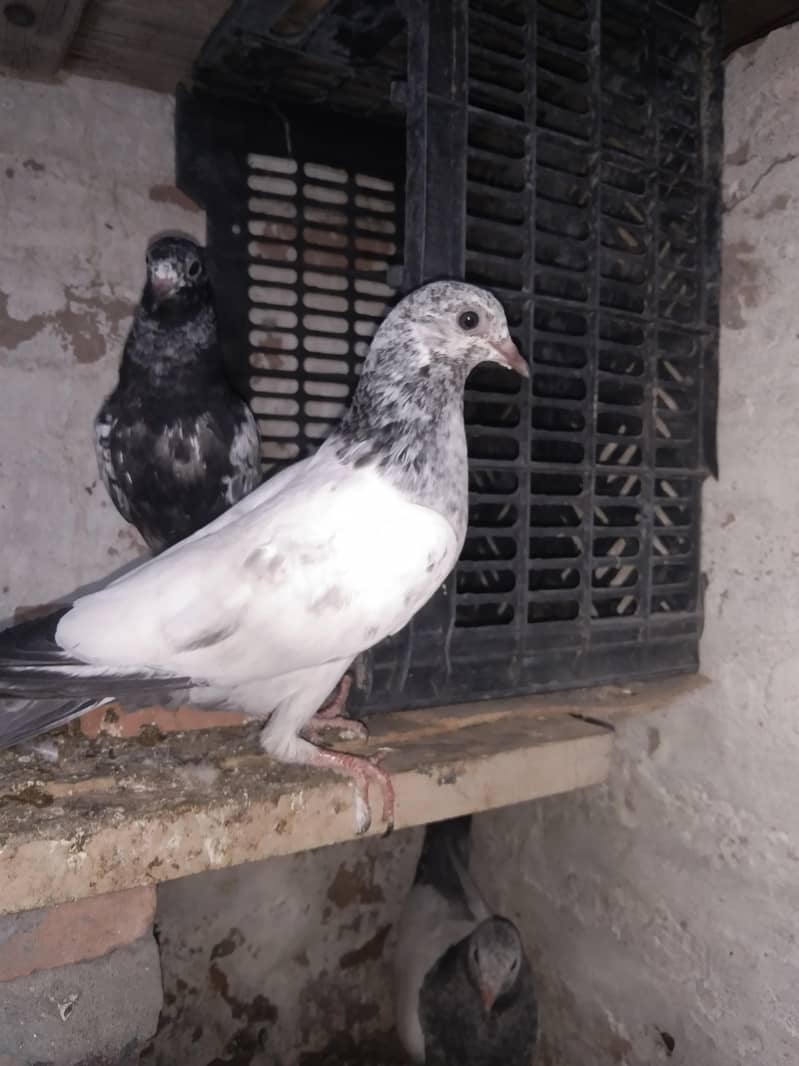 taddi 8