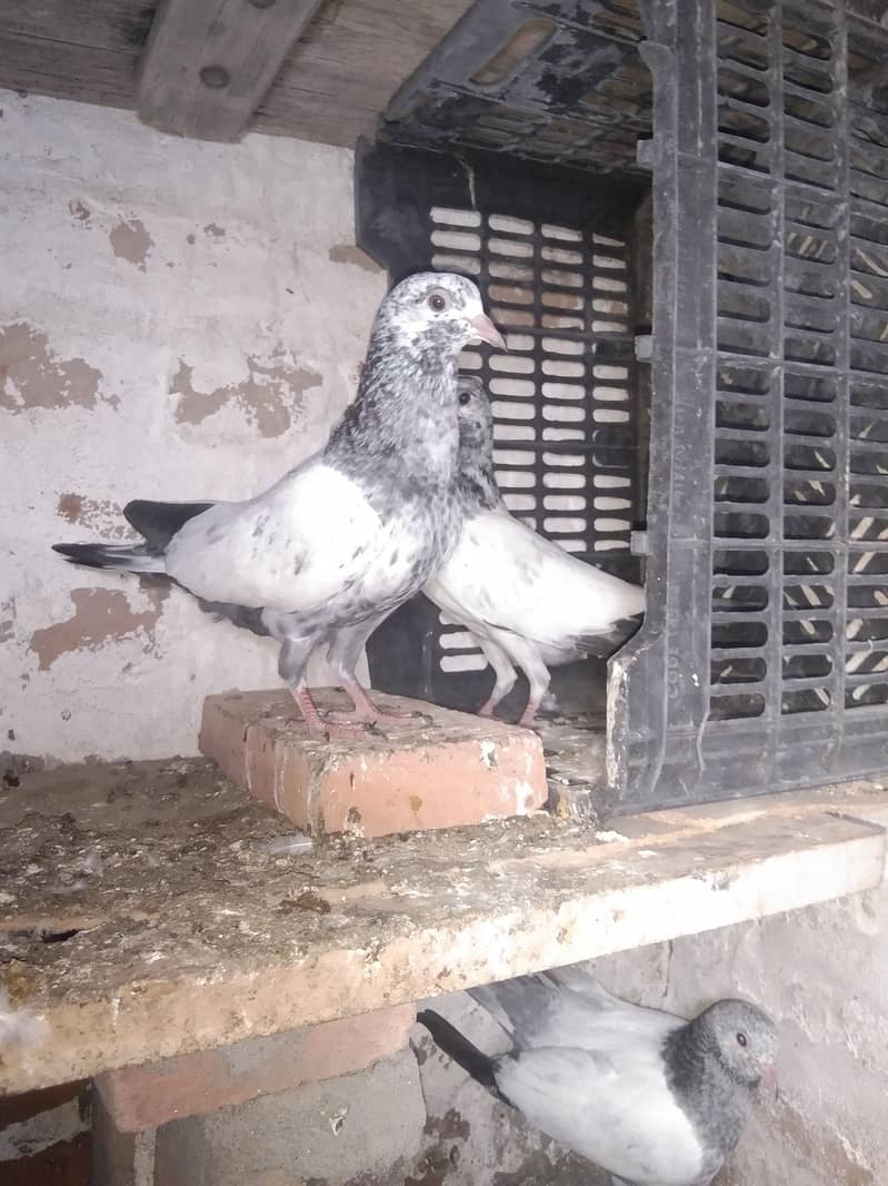 taddi 9
