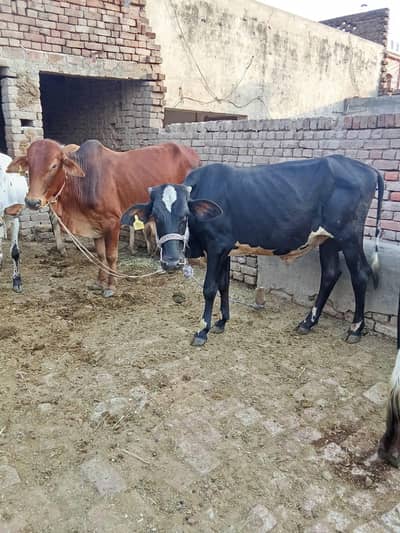 2 Cow Male sale for Qurbani  (03124198814)