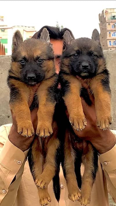 Pure German Shepherd  long Coat  Pair Age 2 Month for Sale