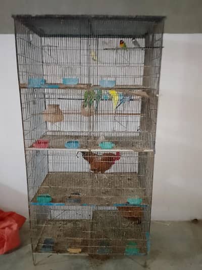 4 Portion Heavy weight Cage with complete Birds setup