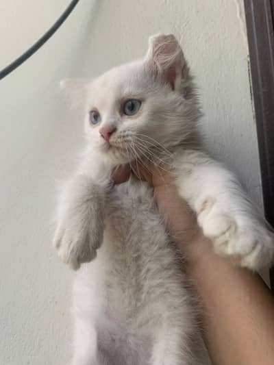 Kitten for sale