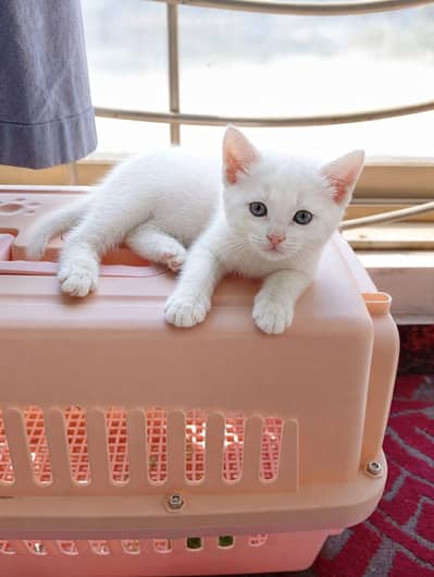 Persian cat
