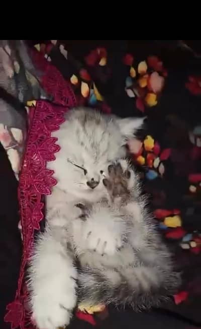 CAAT BABY