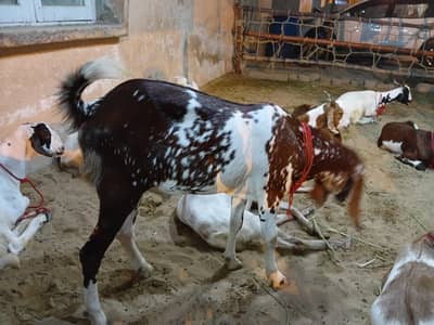 Bakra available for sell