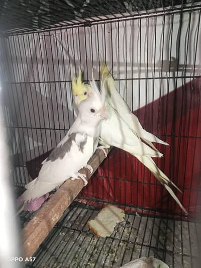 Cockatiel breeder pairs with cage