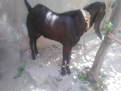 Nagra Bakra jori sale 03035846813